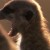 Meerkat Magic