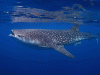 Best student photo: Whale Shark