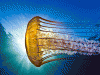 Fan Favourite: Sea Nettle