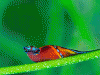 Best Overall: Orange headshield sea slug