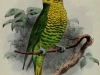 Tricholglossus Flavoviridis