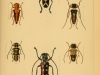 A collection of insects