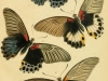 Swallowtail butterflies