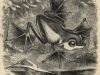 Flying frog