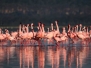 Animals of the Serengeti
