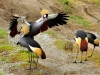 grey-crowned-cranes