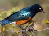 superb-starlings