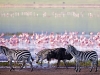 zebra