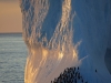 Chinstrap Penguins on an iceberg