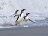 Gentoo Penguins