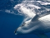Humpback whale