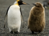 An adult king penguin and its chick