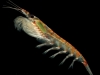 Krill