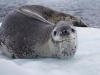 Leopard Seal