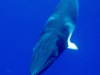 Minke Whale