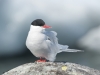 Antarctic Tern