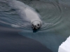 Wedell Seal