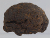 Egyptian mummified brain