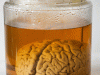 The brain of Helen H. Gardener