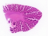 Brain slices