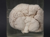 Dolphin brain