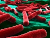 E. coli