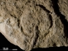 The principal engraved figure