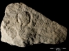 Vulvar engravings