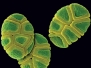 Forensic Toolkit: Pollen