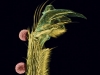 leg