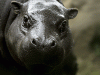 Pygmy hippopotamus (Choeropsis liberiensis or Hexaprotodon liberiensis)