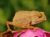 Bearded pygmy chameleon (Rieppeleon brevicaudatus)