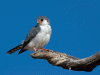 African pygmy falcon (Polihierax semitorquatus)