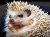 African pygmy hedgehog (Atelerix albiventris x algirus)