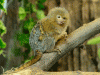 Pygmy marmoset (Cebuella pygmaea)