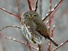 Northern pygmy owl (Glaucidium gnoma)