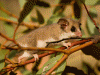 Mountain pygmy possum (Burramys parvus)