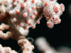 Pygmy Seahorse (Hippocampus bargibanti)