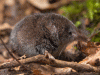 Eurasian pygmy shrew (Sorex minutus)