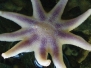Marine Life Census
