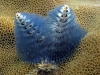 Christmas tree worm