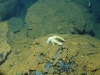 Yeti Crab