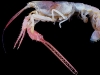 Blind lobster