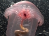 Sea Cucumber