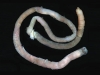Sea worm