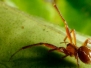 New Species Found in PNG