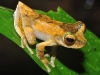 Image: Conservation International