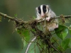 Image: Conservation International