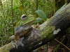 Image: Conservation International