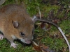 Image: Conservation International